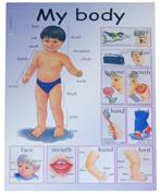 Next εκπαιδευτική αφίσα "Το σώμα μου" Αγγλικά 50x70εκ.